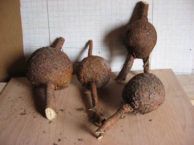 Spruce Burls